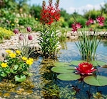 Wasserpflanze im aktuellen Thomas Philipps Prospekt