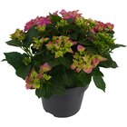 Bauernhortensie Rosa Höhe ca. 45 cm Topf ca. 5 l Hydrangea Macrophylla im OBI Prospekt Bauernhortensie Rosa Höhe ca. 45 cm Topf ca. 5 l Hydrangea Macrophylla von im aktuellen OBI Prospekt für 14,99 €