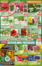 Blumentopf im Norma Prospekt in Nettetal Aktueller Norma Prospekt mit Blumentopf, "Mehr fürs Geld", Seite 14