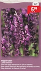 Steppen-Salbei "Salvia nemorosa" im Angebot bei Raiffeisenmarkt in Münster Steppen-Salbei "Salvia nemorosa" Angebote bei Raiffeisenmarkt Münster für 5,99 €