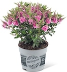 Penny - Hebe All Blooms Angebot im Prospekt Hebe All Blooms bei Penny im Prospekt "" für 2,99 €