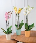Orchidée 2 tiges - Hyper U à Saintes Orchidée 2 tiges en promo chez Hyper U Saintes à 9,99 €