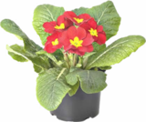 Promo Primevère acaulis à 1,66 € dans le catalogue Botanic à Souffelweyersheim