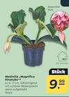 Medinilla "Magnifica Pinatubo"  im aktuellen Netto mit dem Scottie Prospekt für 9,99 €