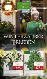 Aktueller Pflanzen Kölle Prospekt mit Blumen, "WINTERZAUBER ERLEBEN", Seite 1