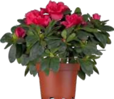 Marktkauf - Azaleen Angebot im Prospekt Azaleen bei Marktkauf im Prospekt "" für 4,99 €