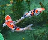 20% Rabatt Angebote bei Pflanzen Kölle Fürth