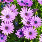 ZG Raiffeisen Bad Krozingen Prospekt mit  im Angebot für 2,49 €