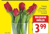 Tulpen 'Papagei' Angebote bei EDEKA Berlin für 3,99 €