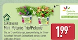 Mini-Petunie-Trio/Petunie von Gardenline im aktuellen ALDI Nord Prospekt