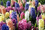 Jardiland Brétigny-sur-Orge - Promo Jacinthe ECLOZ Promo Jacinthe ECLOZ à 2,99 € dans le catalogue Jardiland à Brétigny-sur-Orge