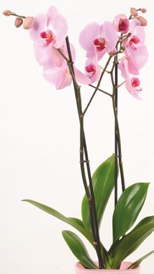 Orchideen (Phalaenopsis) bei OBI in Gelsenkirchen Orchideen (Phalaenopsis) im Angebot bei OBI Gelsenkirchen für 4,99 €