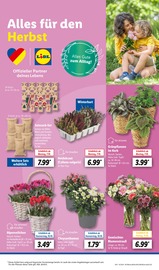 Aktueller Lidl Prospekt mit Chrysantheme, "LIDL LOHNT SICH", Seite 21