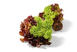 Salat mit Wurzelballen von HEIMAT im aktuellen Netto Marken-Discount Prospekt für 0,74 €