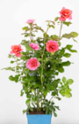 Kletterrose im Pflanzen Kölle Prospekt zum Preis von 15,99 €