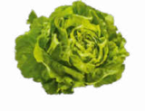 Aktuelles Kopfsalat Angebot bei Netto Marken-Discount in Duisburg ab 1,11 €