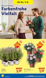 Blumen im Lidl Prospekt in Lehrte Aktueller Lidl Prospekt mit Blumen, "LIDL LOHNT SICH", Seite 72