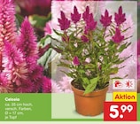 Celosia im Angebot bei Netto Marken-Discount in Gelsenkirchen Celosia Angebote bei Netto Marken-Discount Gelsenkirchen für 5,99 €