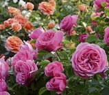 ROSIER BUISSON - ECLOZ en promo chez Delbard ROSIER BUISSON - ECLOZ dans le catalogue Delbard