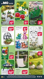 Blumenerde Angebot im aktuellen Netto mit dem Scottie Prospekt auf Seite 24