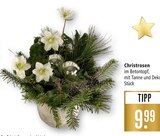 Christrosen Angebote bei Marktkauf Stuttgart für 9,99 €