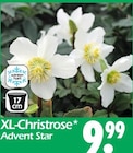 XL-Christrose Advent Star Angebote bei Wreesmann Norderstedt für 9,99 €