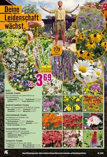 Blumen im Hornbach Prospekt "Willkommen in Deiner Wachstumszone." mit 30 Seiten (Herne)
