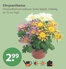 Chrysantheme Angebote bei V-Markt München für 2,99 €