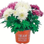 Chrysanthemen Trio „Spezial Mix“ für 2,99 € bei Netto mit dem Scottie im Angebot Chrysanthemen Trio „Spezial Mix“ im aktuellen Netto mit dem Scottie Prospekt