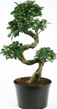 Ficus ginseng - Géant Casino à Angers Ficus ginseng en promo chez Géant Casino Angers à 19,95 €