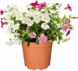 Zauberglöckchen Calibrachoa Trio im Angebot bei Netto Marken-Discount in Wilhelmshaven Zauberglöckchen Calibrachoa Trio Angebote bei Netto Marken-Discount Wilhelmshaven für 2,99 €