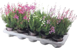 Glockenheide im aktuellen V-Markt Prospekt für 2,79 €