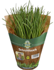 Aktuelle Kräuter Angebote bei E center in Frankfurt (Main) Aktuelles Bio Bioland-Schnittlauch Angebot bei E center in Frankfurt (Main) ab 1,59 €