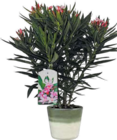 Oleander Angebote bei Hornbach Germering für 9,99 €