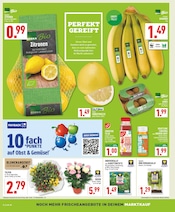 Blumen im Marktkauf Prospekt in Paderborn Aktueller Marktkauf Prospekt mit Blumen, "Aktuelle Angebote", Seite 2