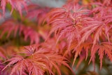 Promo Érable du Japon ECLOZ à 17,99 € dans le catalogue Jardiland à Saint-Pierre-du-Mont