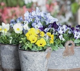 bauSpezi - Stiefmütterchen Viola F1 Angebot im Prospekt Stiefmütterchen Viola F1 bei bauSpezi im Prospekt "" für 0,79 €