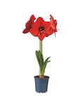 Amaryllis im Angebot bei Lidl in Celle Amaryllis Angebote bei Lidl Celle für 2,49 €