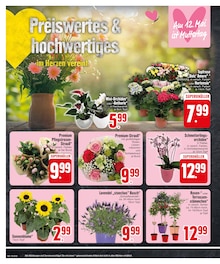 Blumen im EDEKA Prospekt "EDEKA wünscht einen schönen Vatertag!" mit 30 Seiten (Regensburg)
