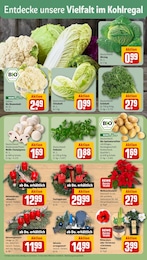 Gartenpflanzen Angebot & Preis im aktuellen REWE Prospekt Gartenpflanzen Angebot im aktuellen REWE Prospekt auf Seite 7