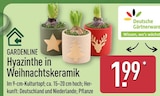 Hyazinthe in Weihnachtskeramik im ALDI Nord Prospekt Hyazinthe in Weihnachtskeramik von Gardenline im aktuellen ALDI Nord Prospekt für 1,99 €