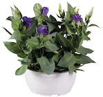 Eustoma en coupe 'lisianthus' en promo chez Lidl Aulnay-sous-Bois à 6,49 €