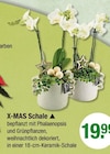 X-MAS Schale im aktuellen V-Markt Prospekt für 19,99 €