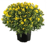 Raiffeisenmarkt - Herbst-Chrysanthemen Angebot im Prospekt Herbst-Chrysanthemen bei Raiffeisenmarkt im Prospekt "" für 4,99 €