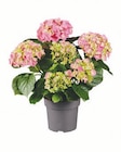 Ballhortensie für 5,99 € bei Lidl im Angebot Ballhortensie im aktuellen Lidl Prospekt