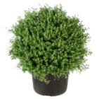 Truffaut Ancône - Promo Plante aromatique Promo Plante aromatique à 9,99 € dans le catalogue Truffaut à Ancône