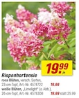 Rispenhortensie im Angebot bei toom Baumarkt in Stuttgart Rispenhortensie Angebote bei toom Baumarkt Stuttgart für 19,99 €