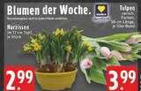 Narzissen Angebote bei EDEKA Duisburg für 2,99 €