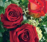 Rosier Parfumé - U Express à Salon-de-Provence Rosier Parfumé en promo chez U Express Salon-de-Provence à 4,79 €