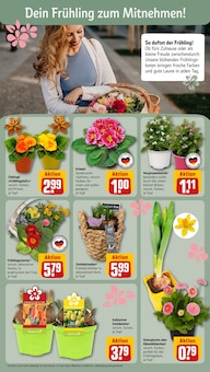 Blumen im REWE Prospekt "Dein Markt" mit 32 Seiten (Dresden)